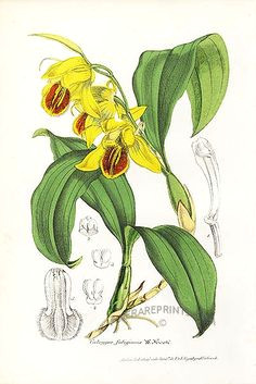the sooty coelogyne orchid coelogyne fuliginosa