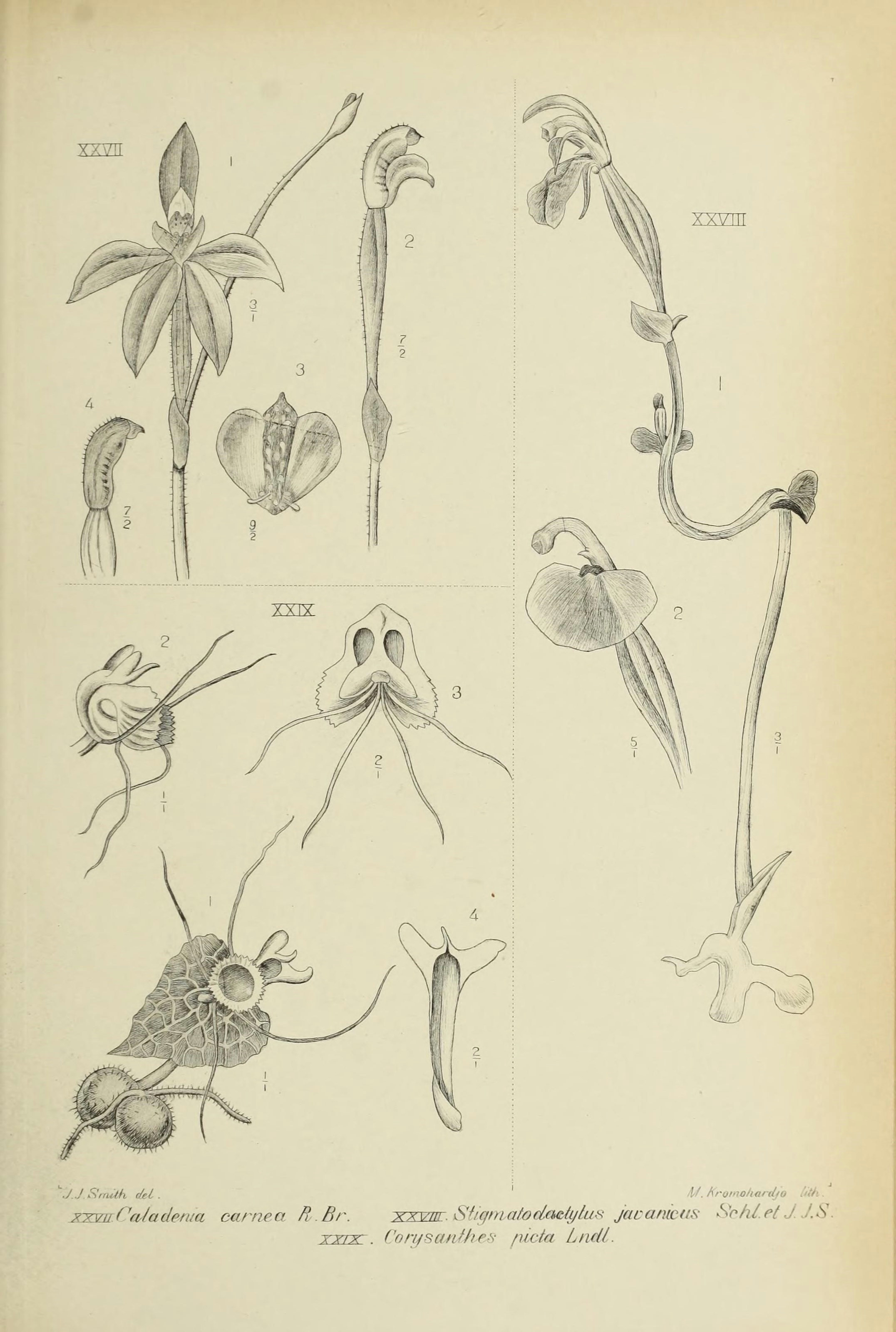 stigmatodactylus javanicus