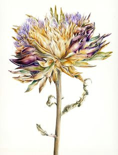 jill winch the society of botanical artists