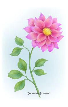 image detail for how to draw a flower step by step beautiful flower drawing