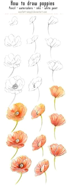 how to draw poppies flowers to draw how to paint flowers how to