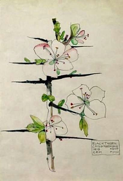 art drawings flower watercolor blackthorn plant illustration botanical illustration painted paper charles rennie mackintosh art nouveau