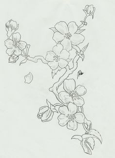 flower sketches flower drawings cherry blossom watercolor cherry blossom drawing blossom flower