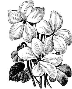 violet drawing violet flower tattoos birth flower tattoos violet tattoo black and white