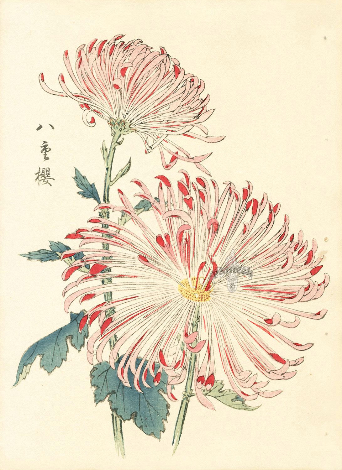 keika hasegawa chrysanthemum wood block prints 1893