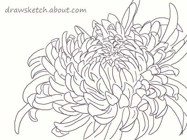 chrysanthemum design drawing