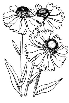 loving the digi flowers anne a drawing
