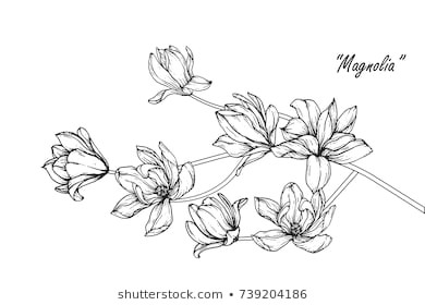 magnolia flowers drawing with line art on white backgrounds