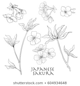 branch of cherry blossoms japanese cherry stock line vector illustration botanic flowers outline