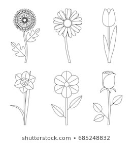 flowers line drawings vector thin illustration of garden flowers