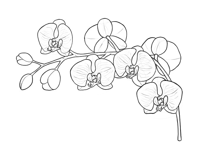 how to draw an orchid step by step coloring