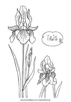 iris coloring pages and printable line art flowers iris flowers colorful flowers flower