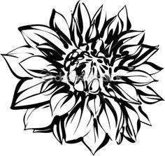 chrysanthemum drawing white chrysanthemum black and white sketches black and white flowers black tattoos symbols stock photos tatting ink