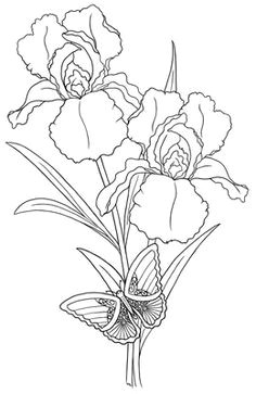 line drawings of irises bing images