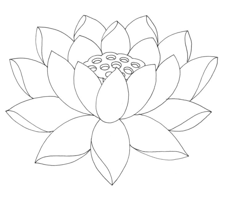 image result for lotus line drawing
