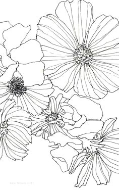 cosmos and sweet pea line drawings of flowerssketches