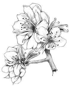 1 beautiful flower drawings beautiful flowers floral drawing drawing flowers flower sketches