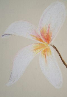 white lilly oil pastel drawing by happygraphics on etsy a 9 99 oil pastel drawings