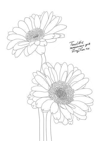 how to draw gerberas step by step 4