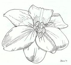 lily 1 by jamie barnes via flickr art drawing flowers