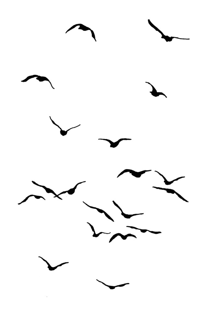 flying birds