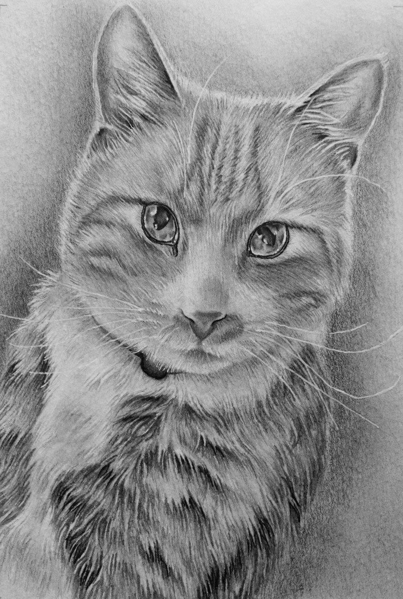 cat lover gifts cat lovers pet memorials cat drawing animal drawings