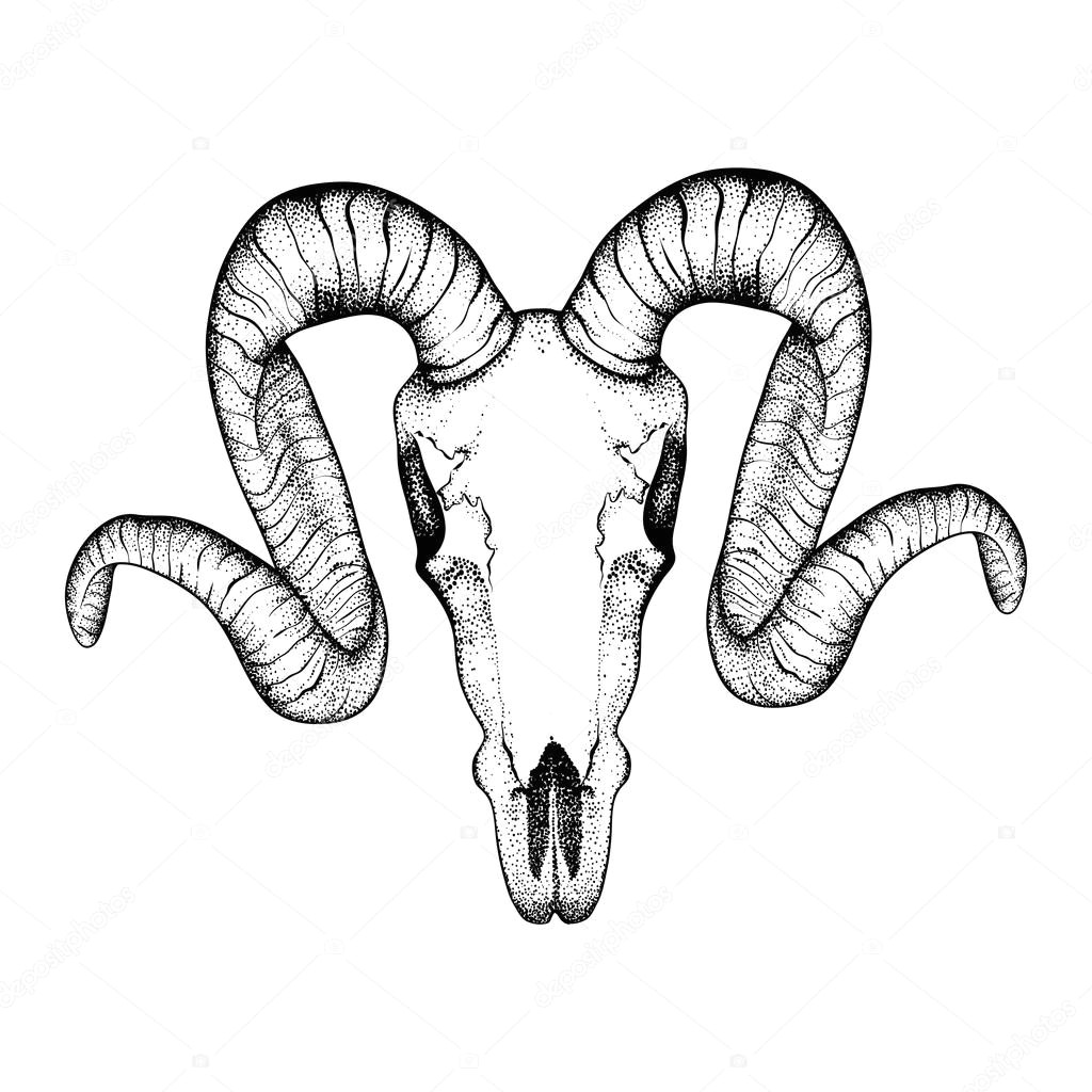 hand drawn goat skull doodle vector illustration dotwork fullface of ram deer horned animal tattoo design sketch for hipster tattoo or logo
