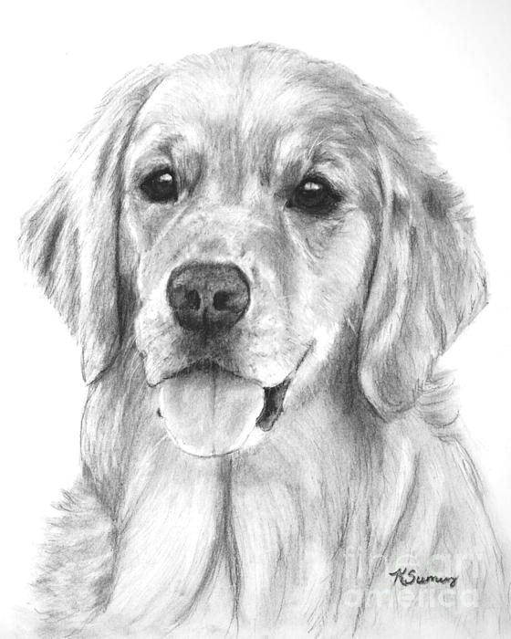 golden retriever drawing goldenretriever