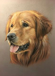 golden retriever pastel goldenretrievercolors