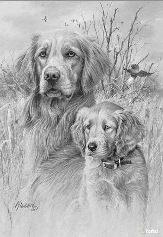 pin von seblja auf kunst pinterest drawings pencil drawings und animal drawings