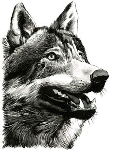 grey wolf canis lupus drawing stuff