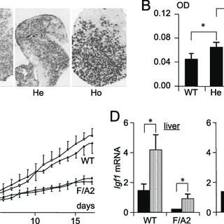role of growth hormone in the phenotype of f a2 mice panels a and