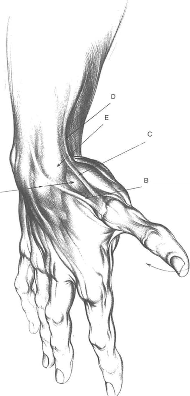 today s drawing class 101 drawing arms and hands anatomy arm drawings dessin de burne hoghart