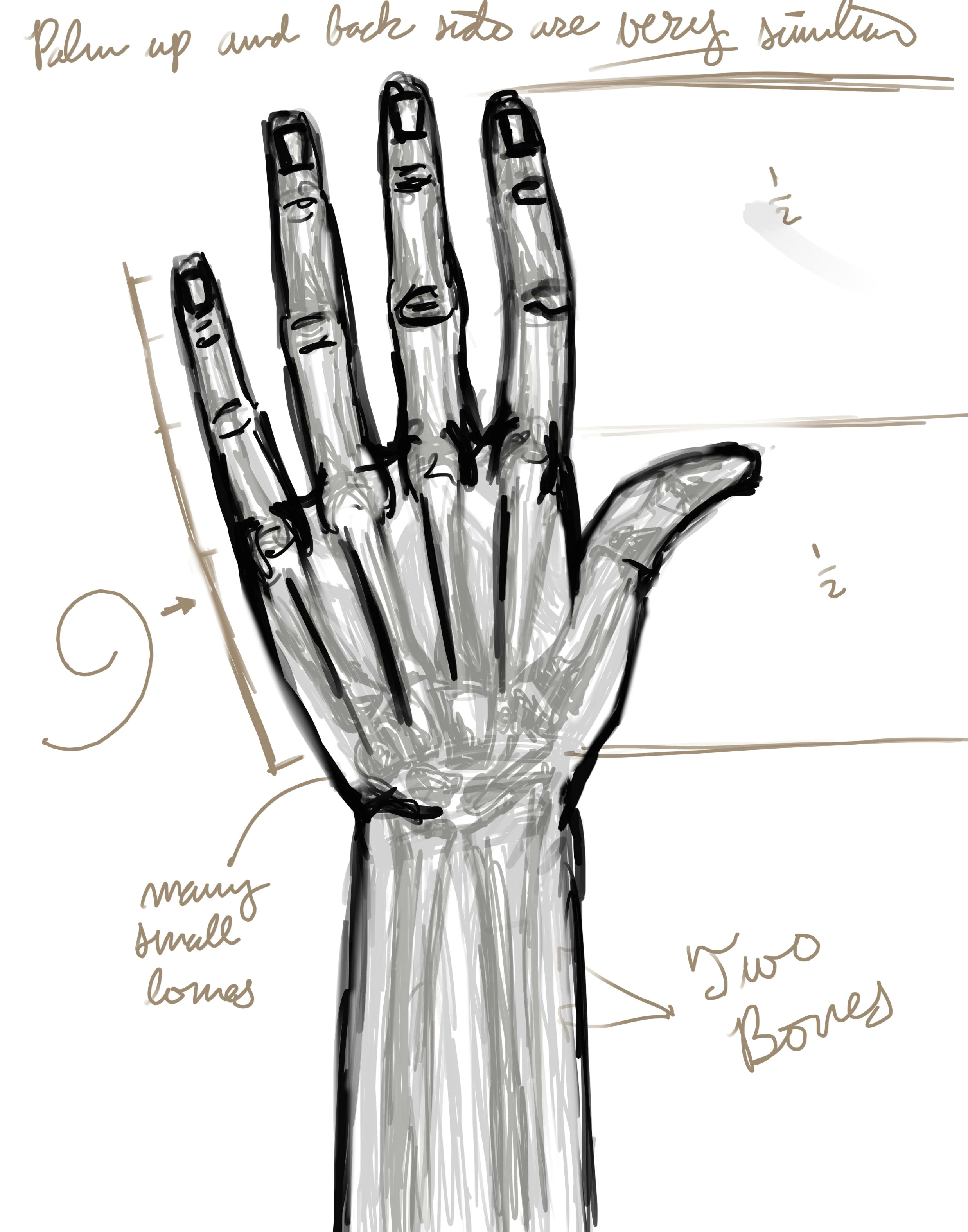 now that we have explored the skeletal structure and muscular shape of the hand we can move on to drawing the basic form i like to break it down into