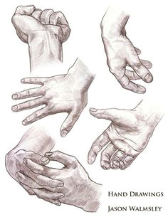 studies of hands and feet col erase brown on animation paper had to draw these for our first portfolio took a long time