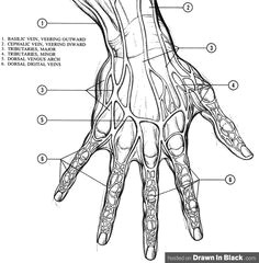 how to draw hands 35 tutorials how to s step by