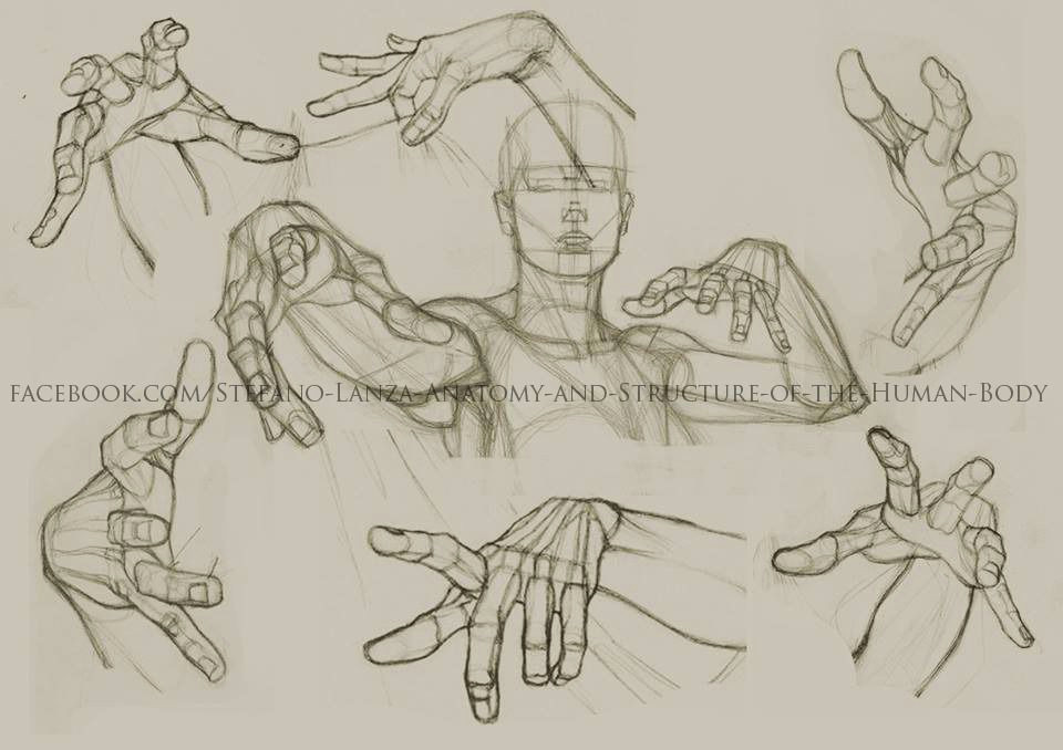 stefano lanza anatomy and structure of the human body hand anatomy anatomy study anatomy