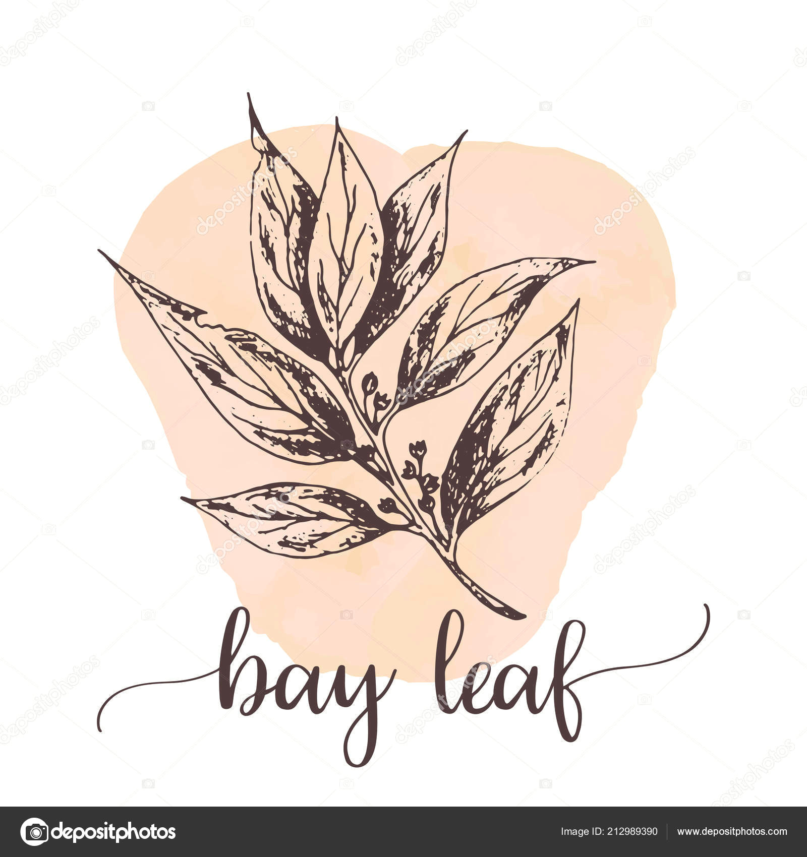 bay leaf hand drawn ink illustration vector design for tags cards packaging promo for restaurant menu design vektor od