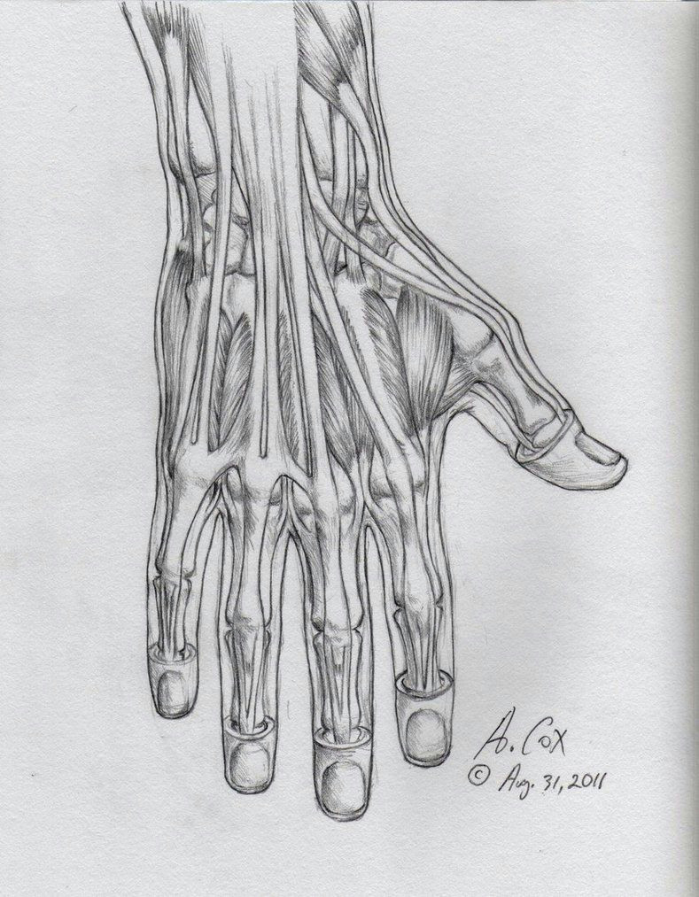 anatomy hand lateral view
