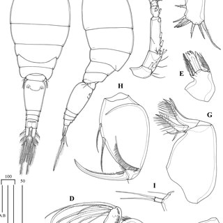oncaea clevei female a habitus dorsal view b