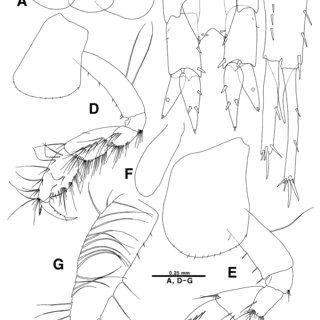 gammaropsis longipropodi hirayama 1984 male 2 6 mm a c and female
