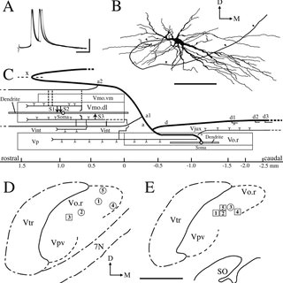 physiology and morphology of a labeled neuron cl3 in the rostrodorsomedial part vo r