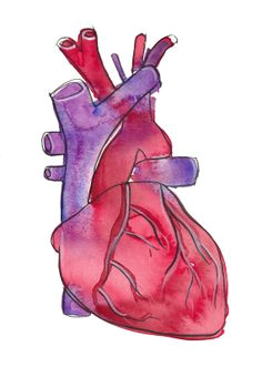 have a heart signed archival anatomical heart illustration fine art print 25 00 via