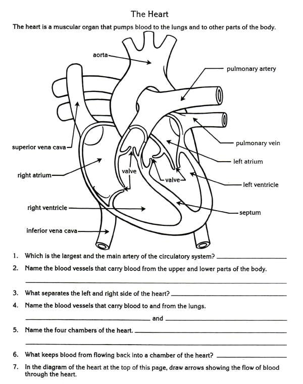 heart anatomy worksheet awesome heart label nutrition label worksheet new i pinimg 736x 0d 2e be