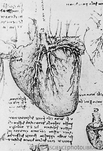 heart and coronary arteries leonardo davinci