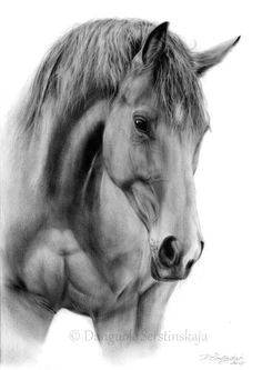 drawings of horses a muscle tension neck extension head set high liquid eye perfect picture of