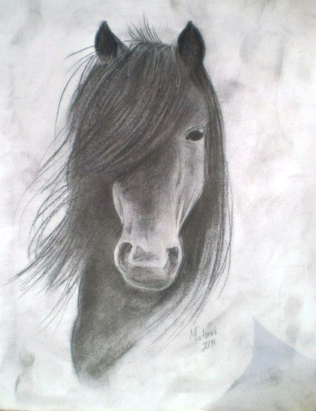 horse drawings horses drawings drawings horses charcoal drawings