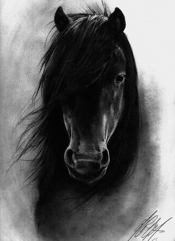 horse coal drawing