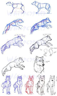 guides to drawing wolves