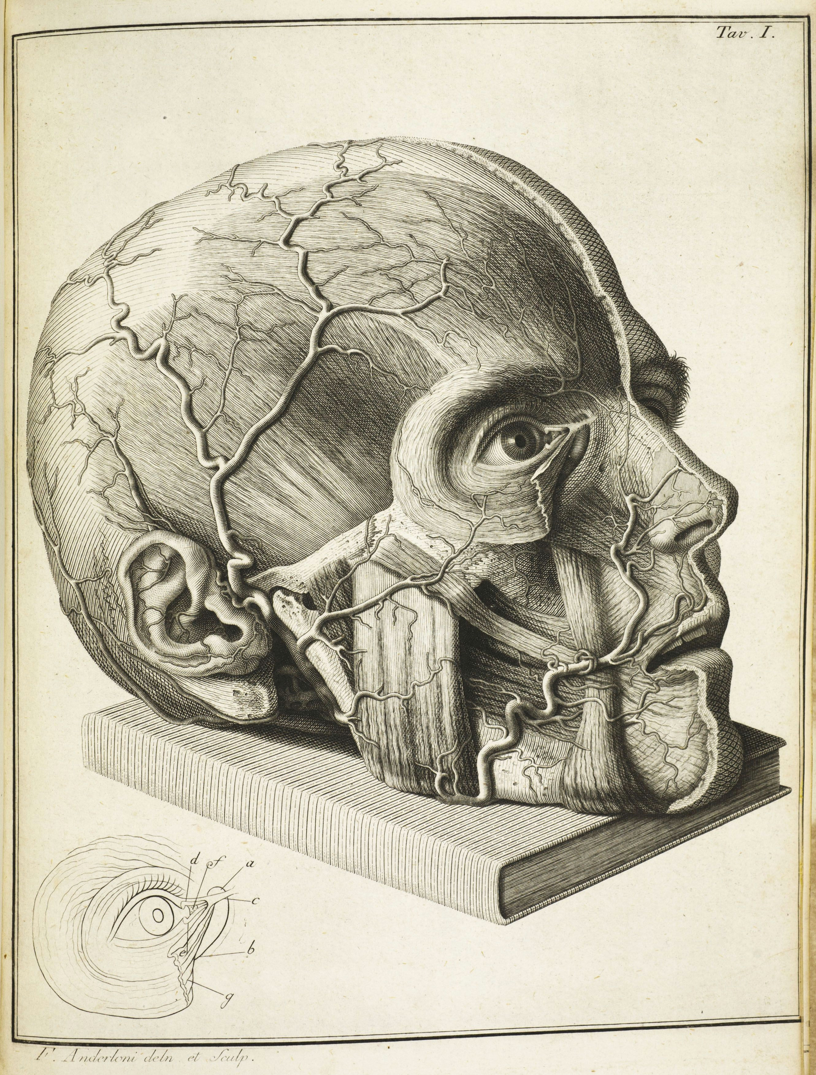 exhibition on view at indiana university s lilly library facial anatomy brain anatomy head